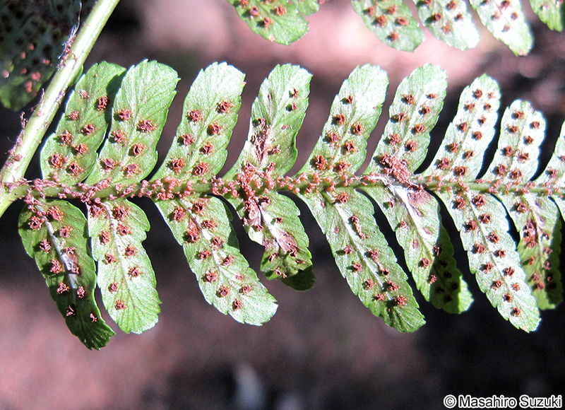 ベニシダの胞子嚢