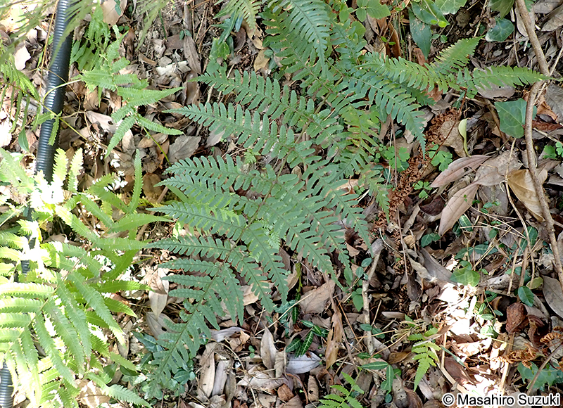 ベニシダ Dryopteris erythrosora