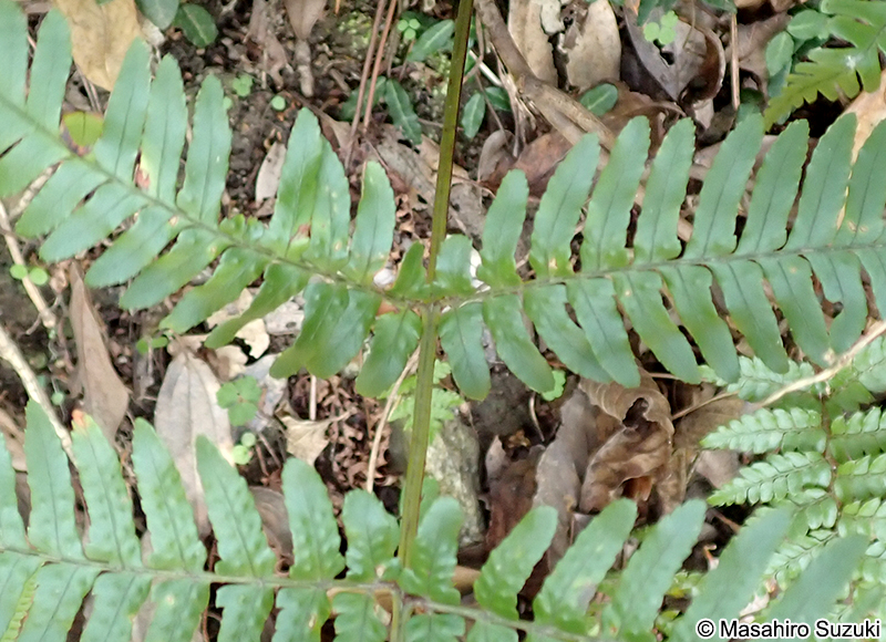ベニシダ Dryopteris erythrosora