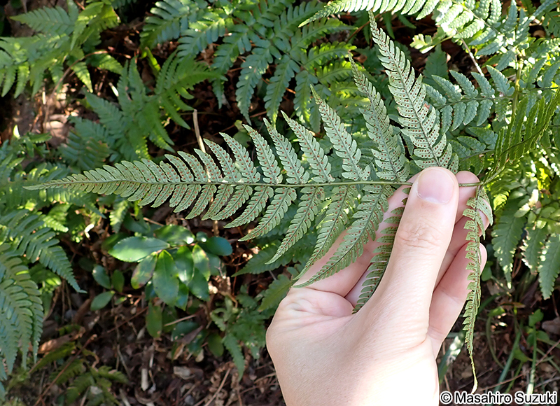 ベニシダ Dryopteris erythrosora
