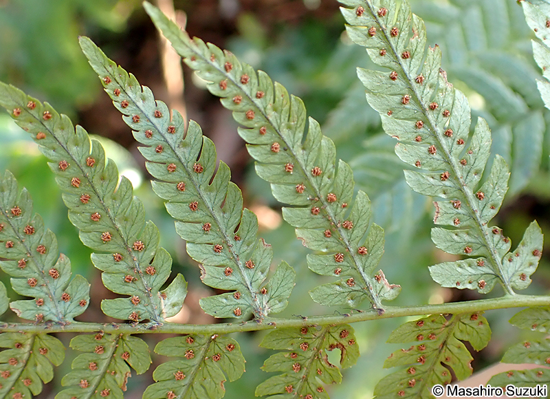 ベニシダの胞子嚢