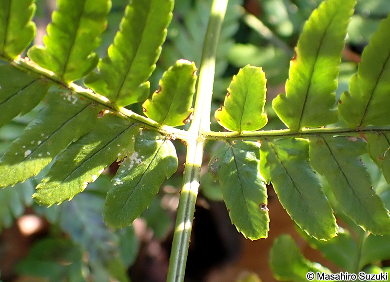 ベニシダ Dryopteris erythrosora