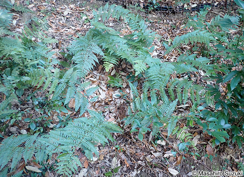 ベニシダ Dryopteris erythrosora