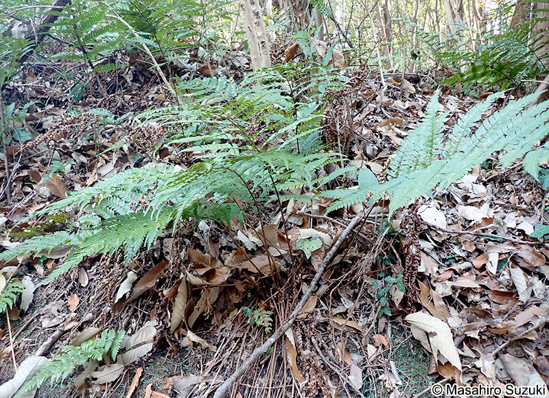 ベニシダ Dryopteris erythrosora