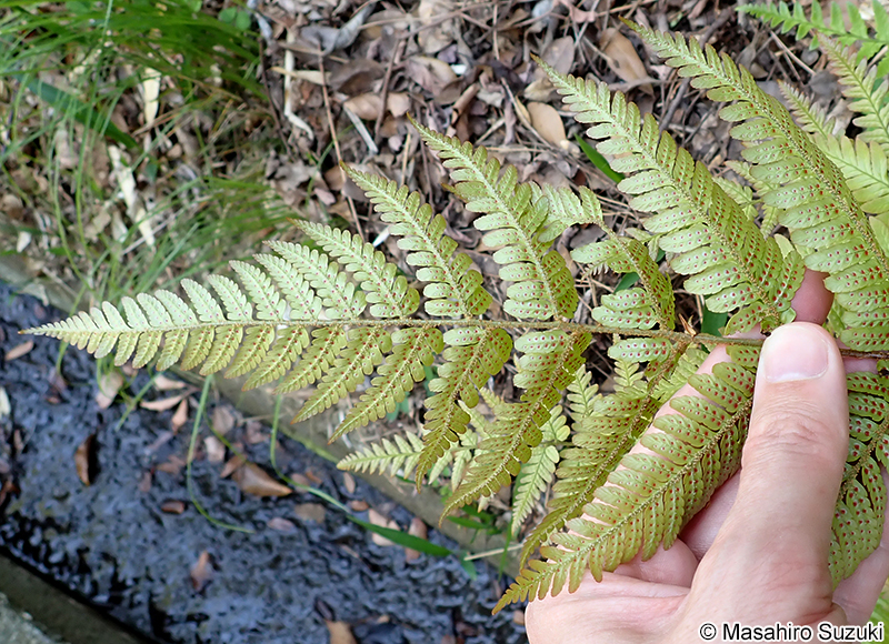 ベニシダ Dryopteris erythrosora