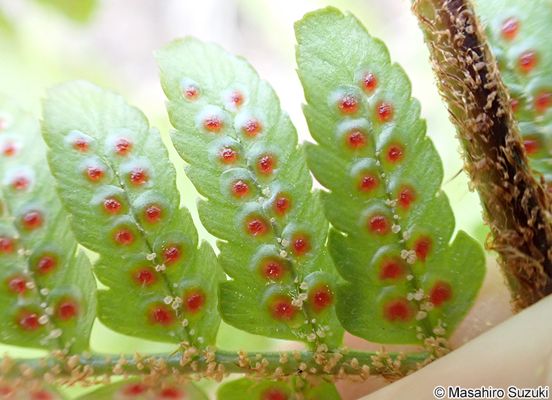 ベニシダ Dryopteris erythrosora