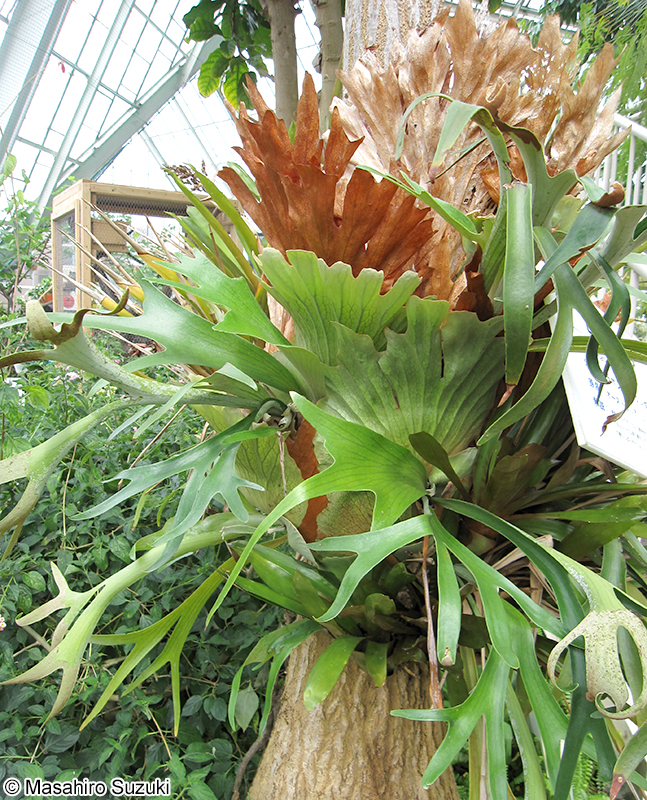 ビカクシダ Platycerium bifurcatum