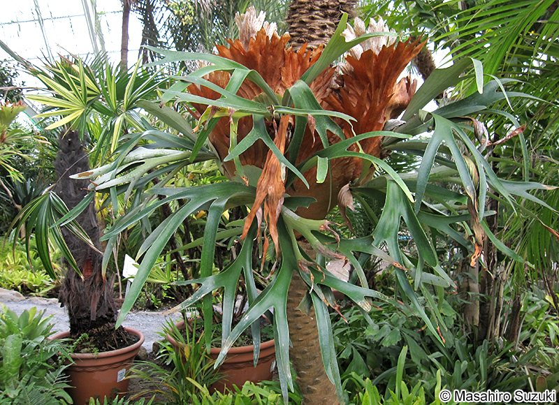 ビカクシダ Platycerium bifurcatum