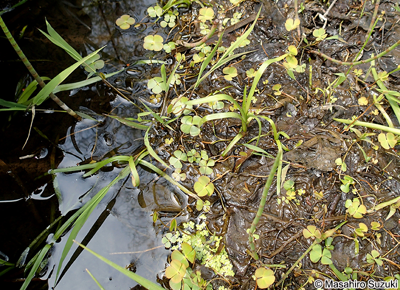 デンジソウ Marsilea quadrifolia