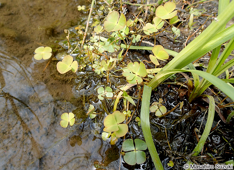 デンジソウ Marsilea quadrifolia