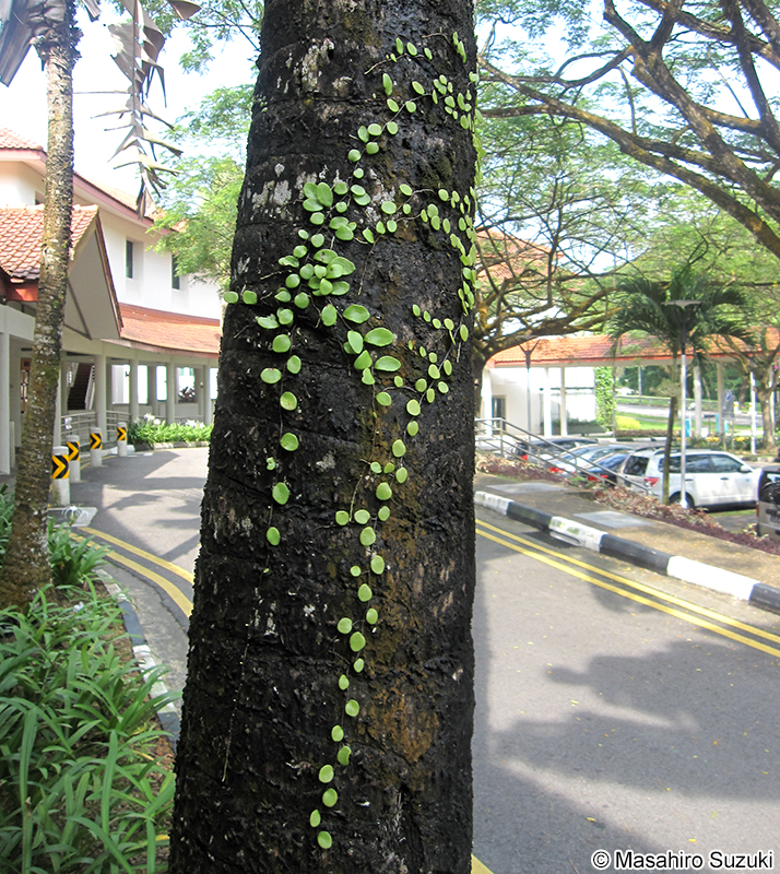 Dragon's scale fern Pyrrosia piloselloides