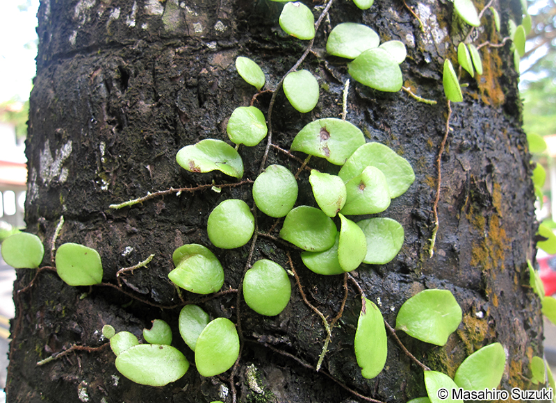 Dragon's scale fern Pyrrosia piloselloides
