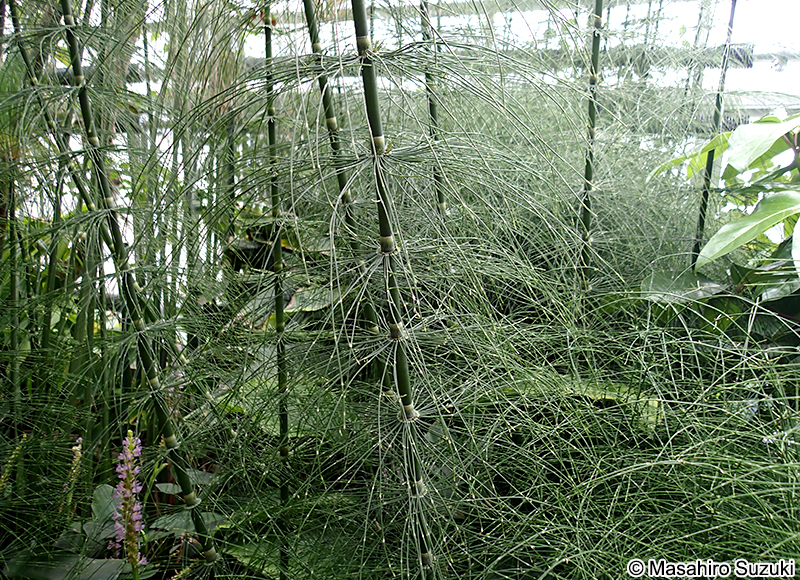 Equisetum myriochaetum