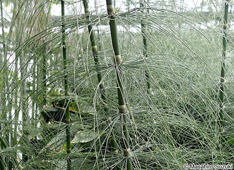 Equisetum myriochaetum