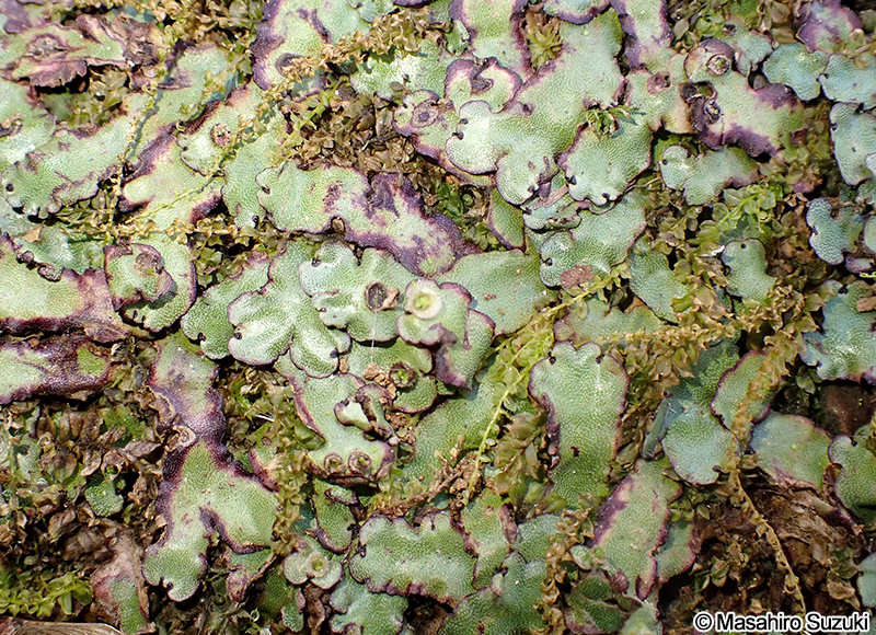 フタバネゼニゴケ Marchantia paleacea subsp. diptera