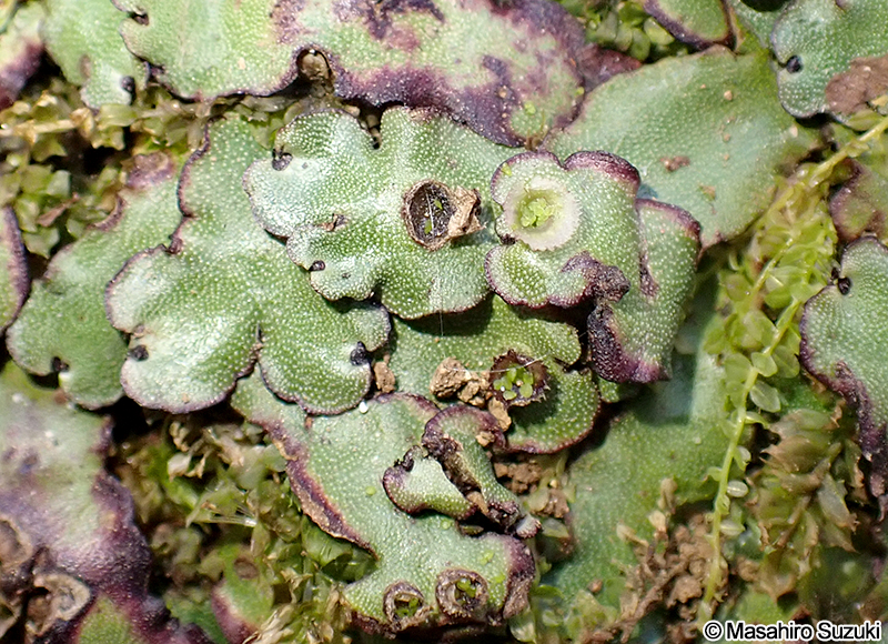 フタバネゼニゴケ Marchantia paleacea subsp. diptera