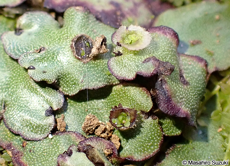 フタバネゼニゴケ Marchantia paleacea subsp. diptera