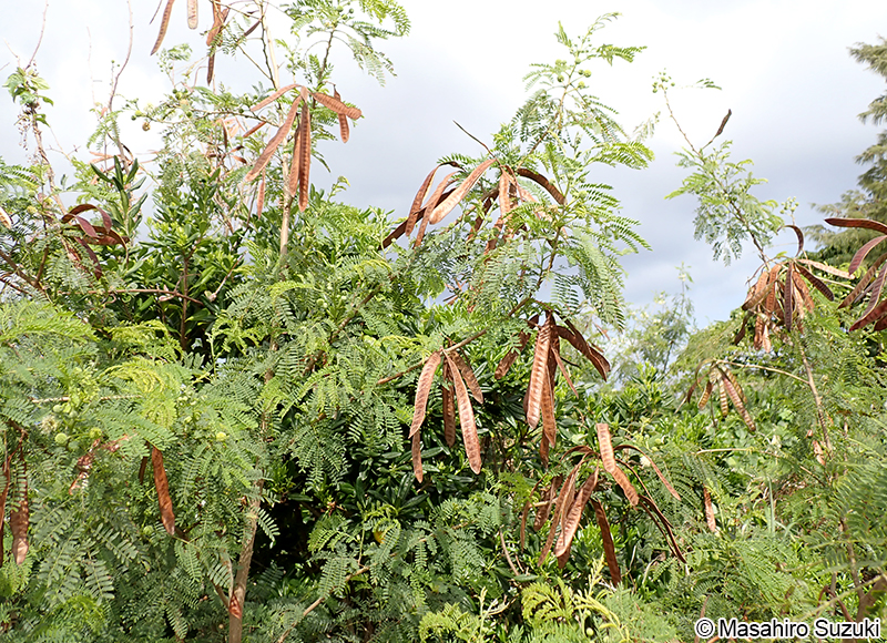 ギンネム Leucaena leucocephala