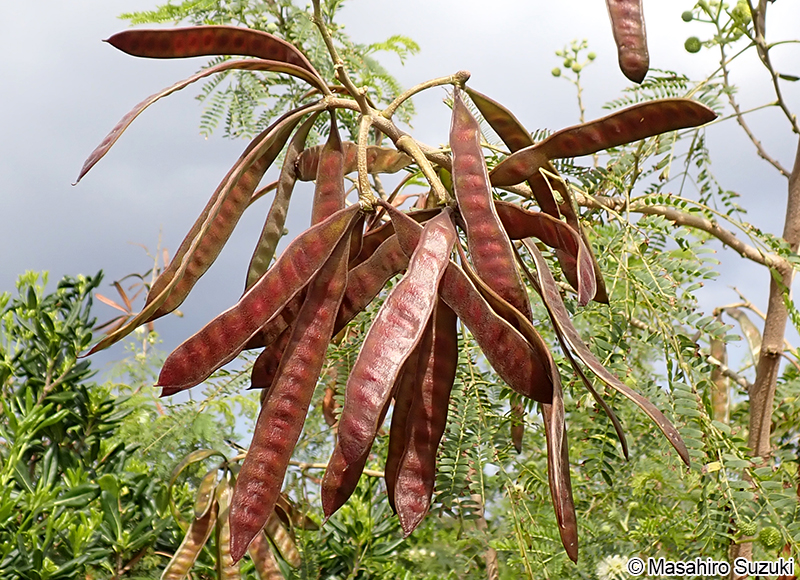 ギンネム Leucaena leucocephala