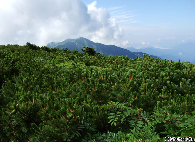 ハイマツ Pinus pumila