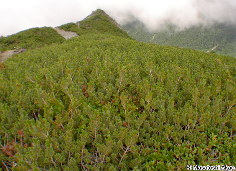 ハイマツ Pinus pumila