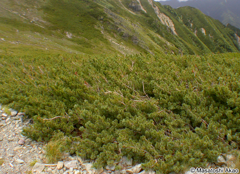 ハイマツ Pinus pumila