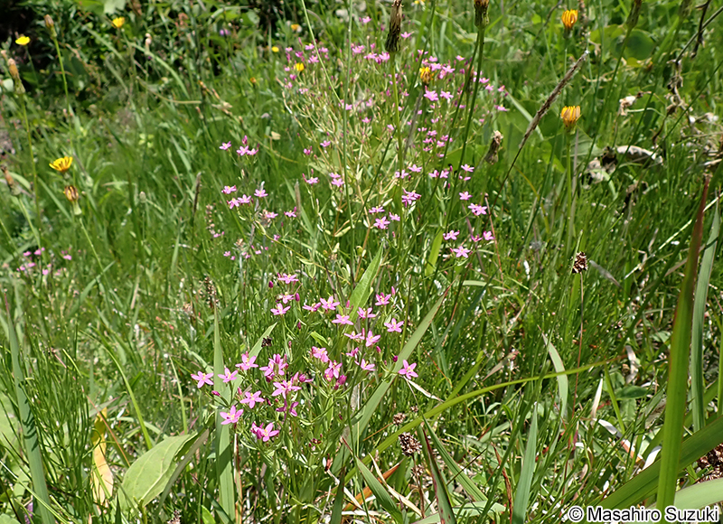 ハナハマセンブリ Centaurium tenuiflorum
