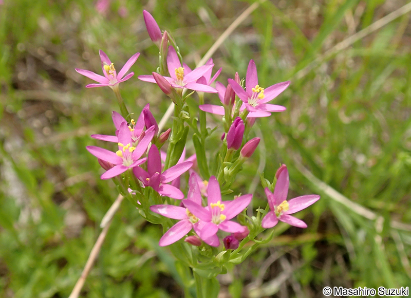 ハナハマセンブリ Centaurium tenuiflorum