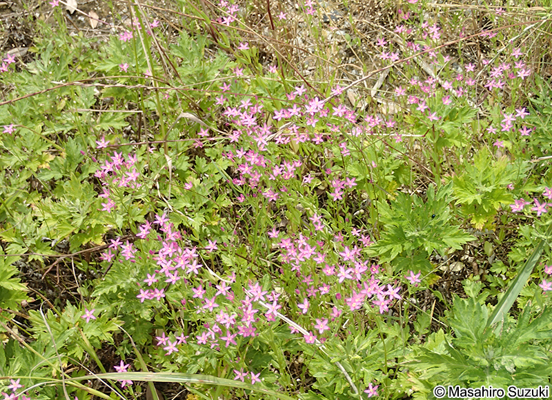 ハナハマセンブリ Centaurium tenuiflorum