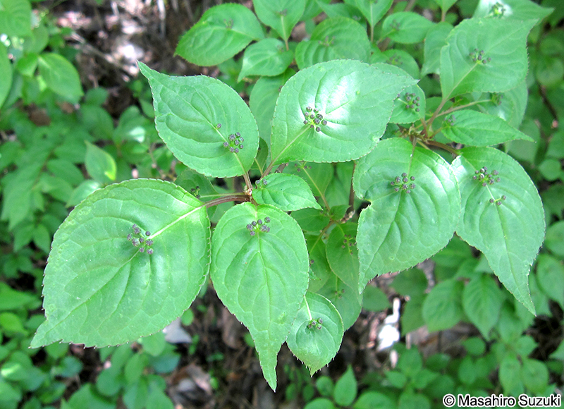 ハナイカダ Helwingia japonica