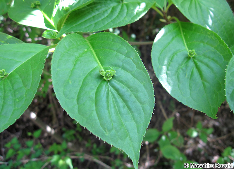 ハナイカダ Helwingia japonica