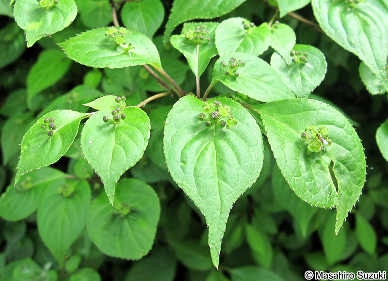 ハナイカダの花