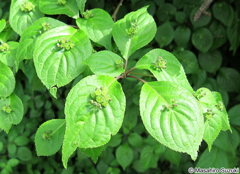 ハナイカダの花