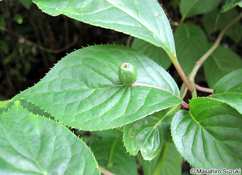 ハナイカダの果実