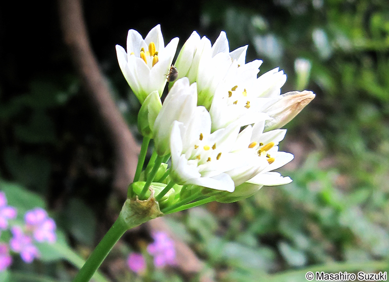 ハタケニラ Nothoscordum gracile