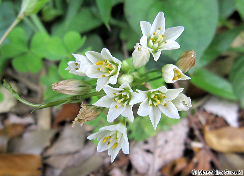 ハタケニラ Nothoscordum gracile