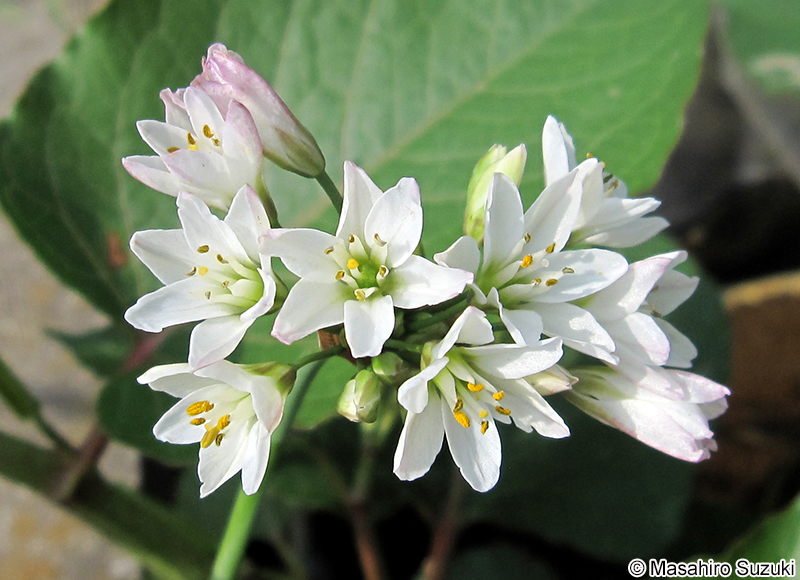 ハタケニラ Nothoscordum gracile