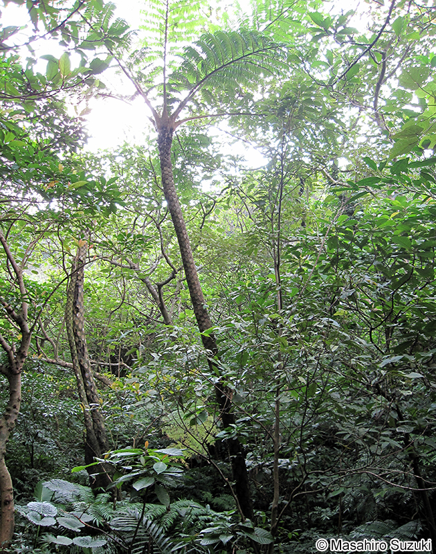 ヘゴ属の1種 Cyathea sp.