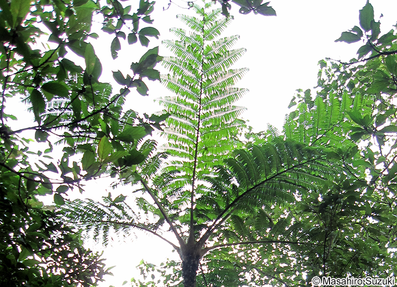 ヘゴ属の1種 Cyathea sp.