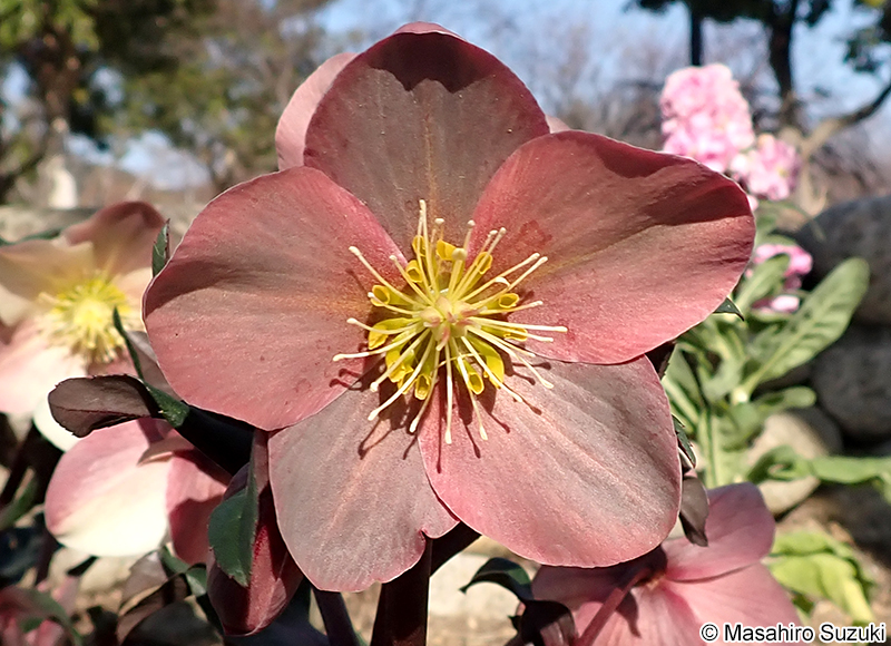 キャメロット 'Camelot'