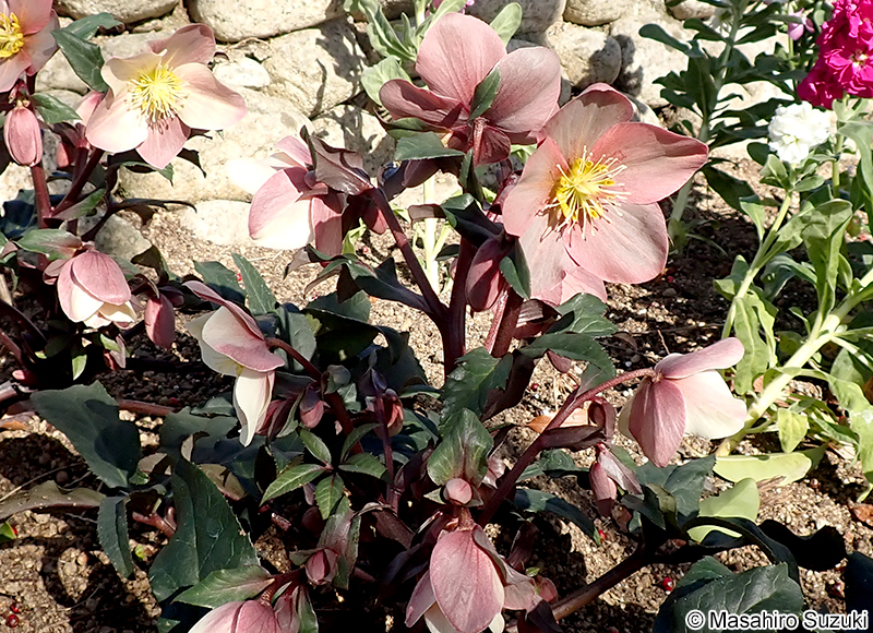 キャメロット 'Camelot'