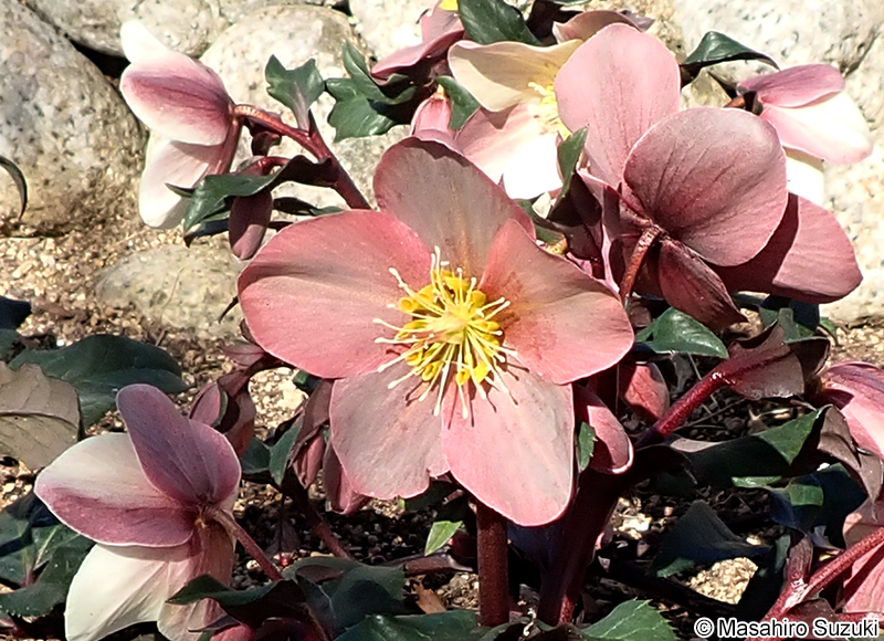 マーリン 'Merlin'