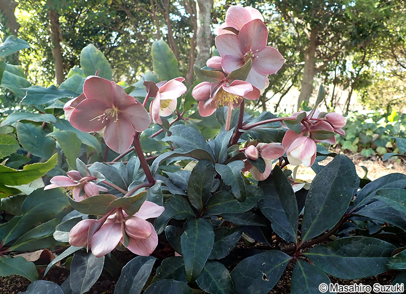 マーリン 'Merlin'