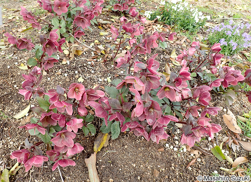 ピンクフロスト 'Pink Frost'