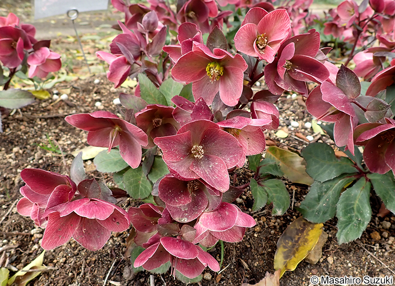 ピンクフロスト 'Pink Frost'