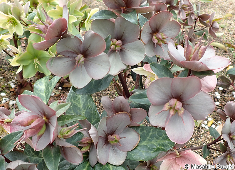 マーリン 'Merlin'