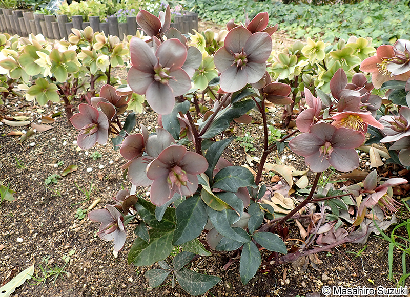 マーリン 'Merlin'