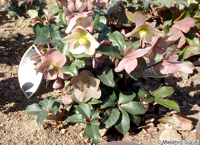 オリヴィノ 'Olivino'