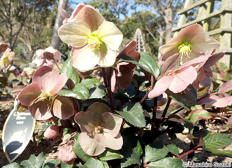 オリヴィノ 'Olivino'