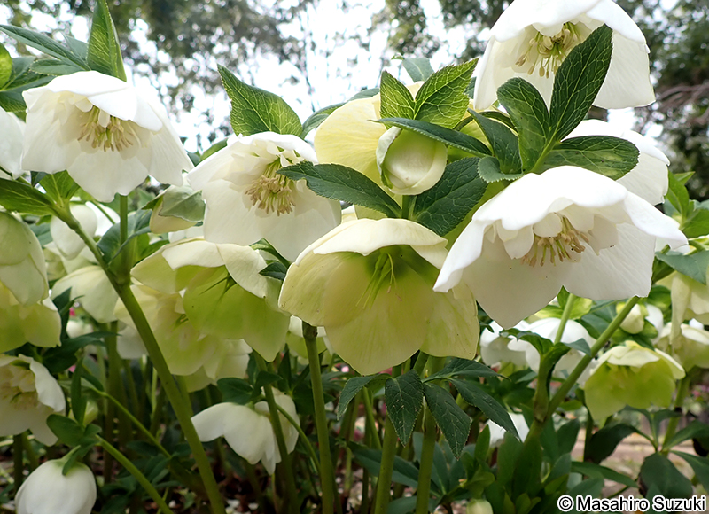 アシュードホワイトシフォン 'Ashwood White Chiffon'